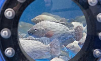 Tilapia in a research circulation system of IGB