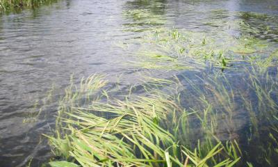 Aquatic plants in the German river Spree.