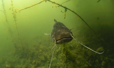 Ein Wels schwimmt in einem See.