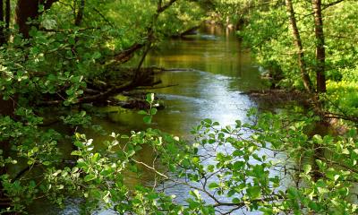 River with alder trees growing on the banks.