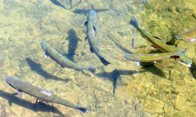 Foto von Forellen im Wasser