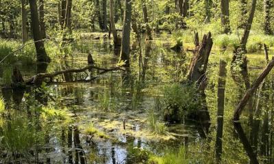 &Uuml;berflutete Waldlandschaft