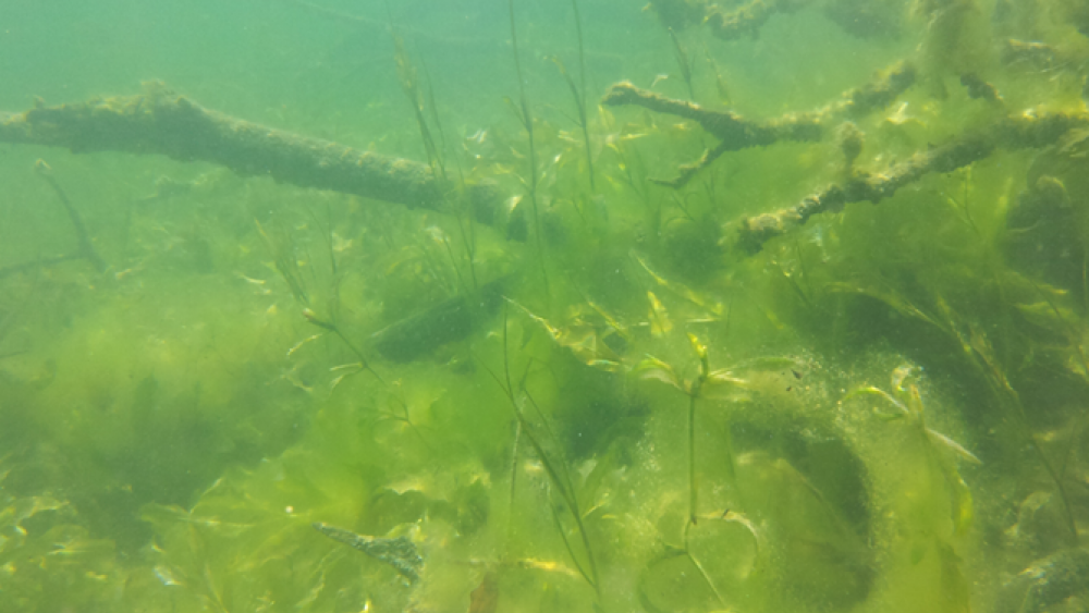 Submerged macrophytes and periphyton in Lake Stechlin in August 2014. | Photo: Sabine Hilt / IGB