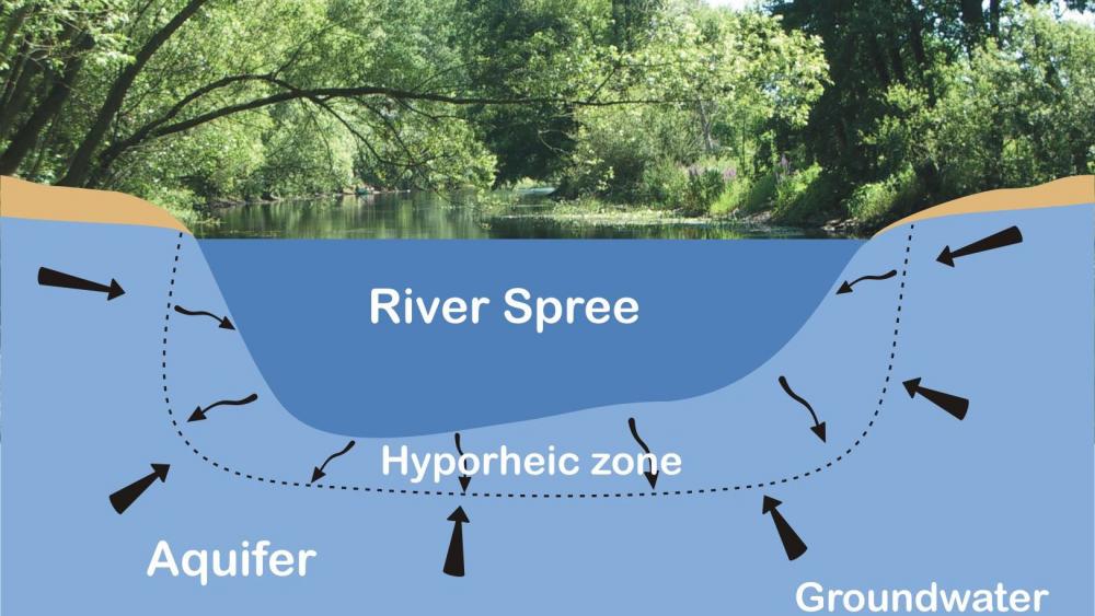 Hyporheic zone. | Image: Jörg Lewandowski / IGB