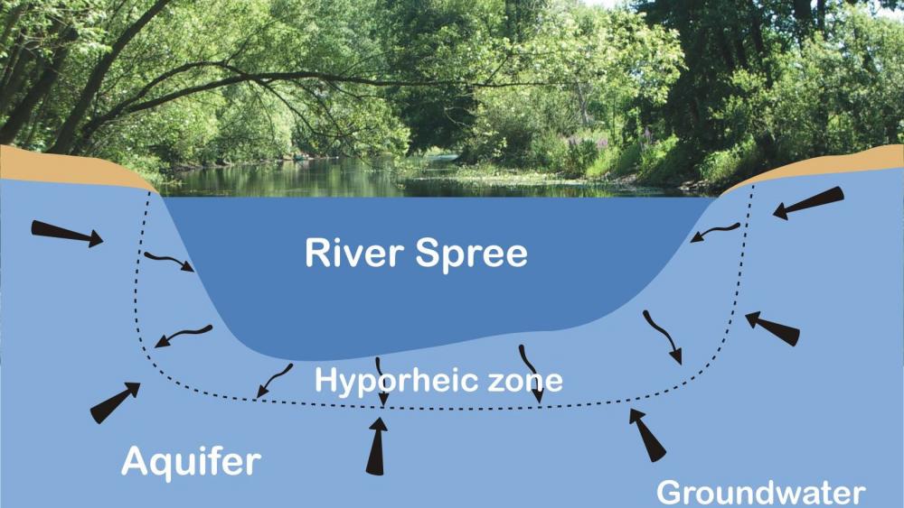 Hyporheic zone. | Image: Jörg Lewandowski / IGB