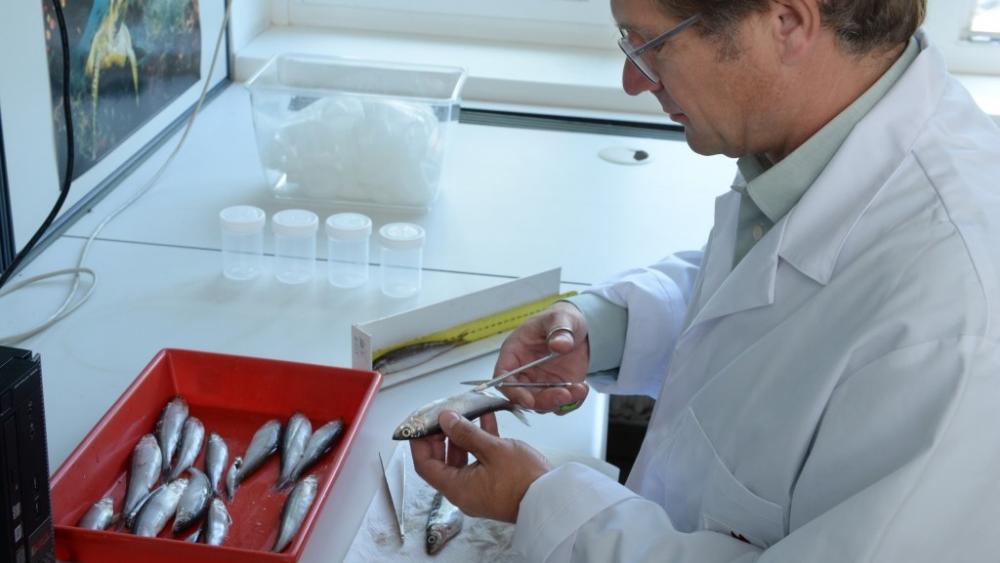Laboranalyse von Maränen (Coregonus spp.) aus dem Stechlinsee. | Foto: David Ausserhofer