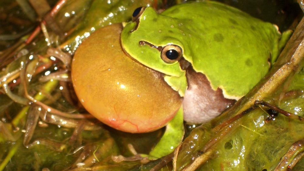 Tree frogs (Hyla arborea) possess microscolipically indistinguishable  sex chromosomes; we have molecular, sex-linked markers developed that serve evolutionary and ecotoxicologial research. | Foto: Matthias Stöck / IGB