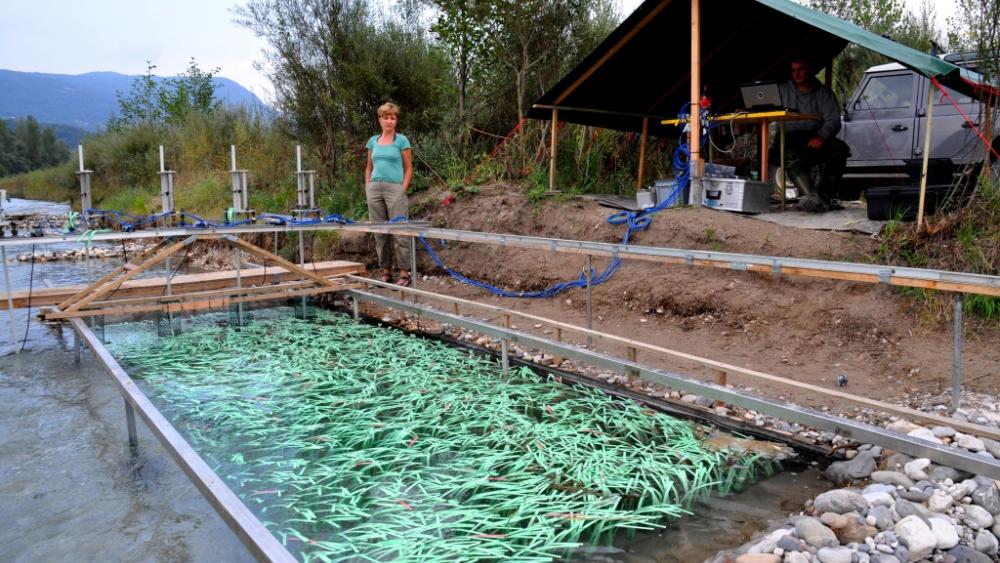 Field-based experiments examining effects of aquatic flexible vegetation on flow patterns in groyne field, the Tagliamento River. | Foto: Alexander Sukhodolov