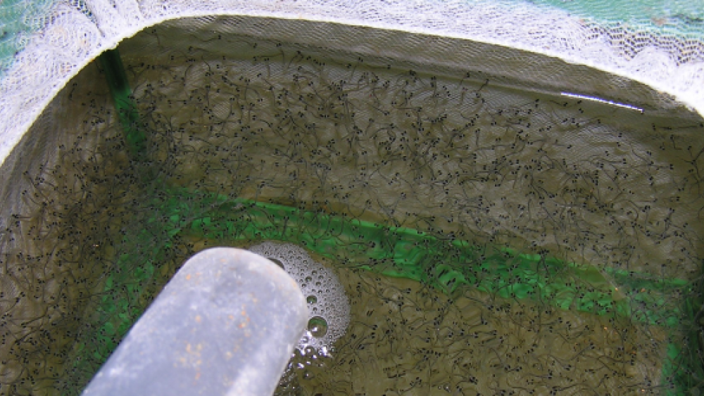 Experimental propagation of coregonid fishes. | Photo: Georg Staaks / IGB
