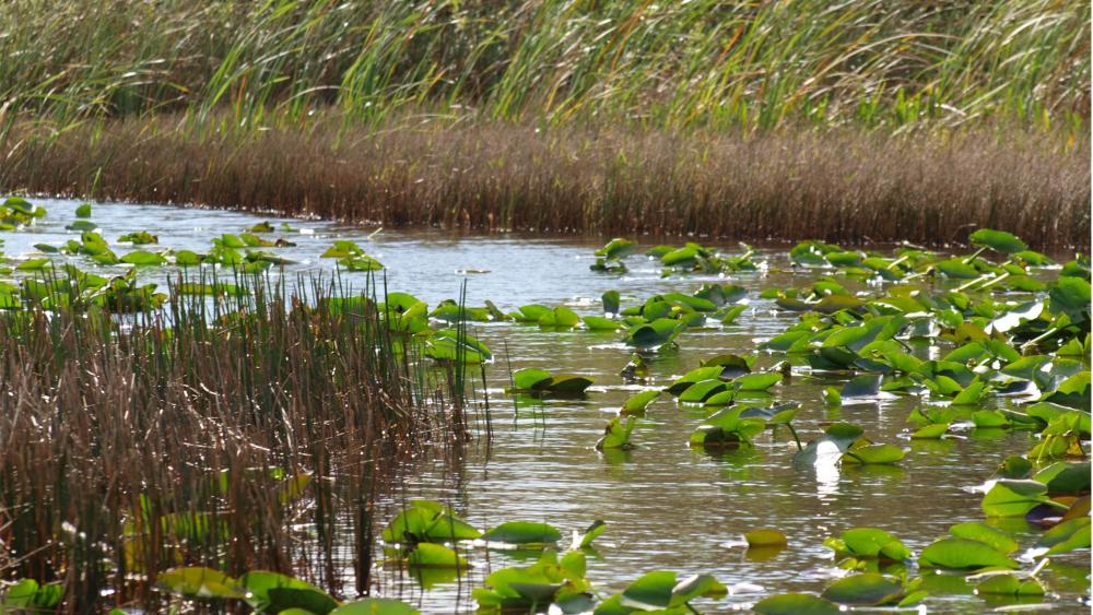 Everglades National Park (c) Sami Domisch
