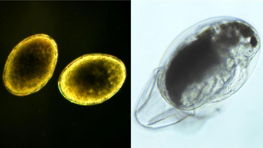 Daphnia