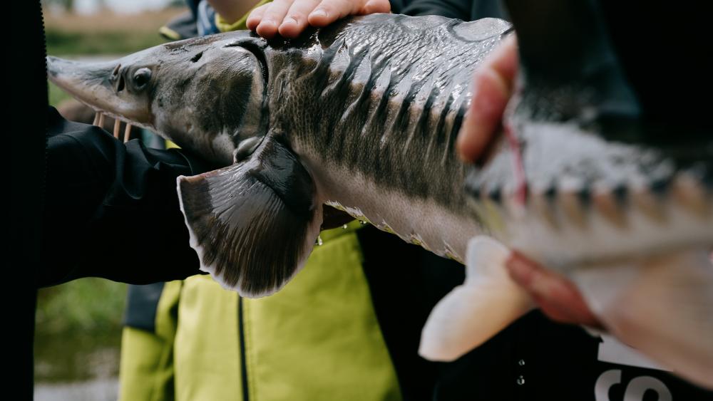 Sturgeon