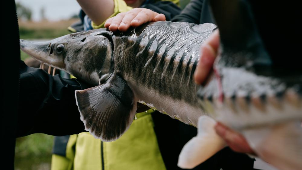 Sch&uuml;ler halten ein Jungtier des Baltischen St&ouml;rs in den H&auml;nden, bevor es ausgewildert wird.