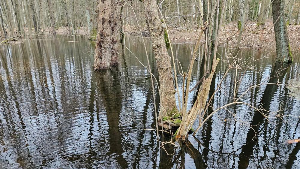 example image of wetlands