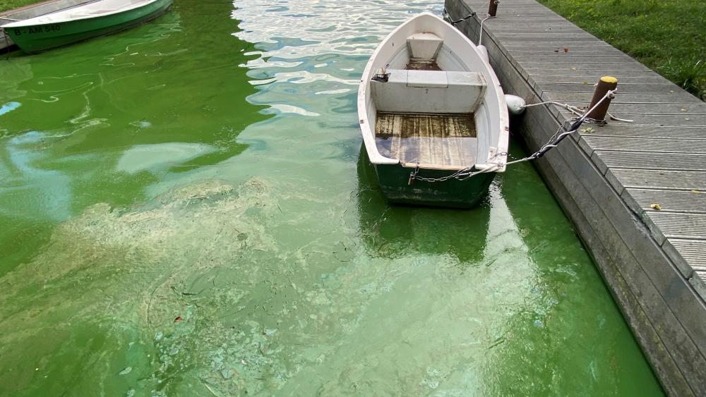 Das Bild zeigt eine intensive Algenbl&uuml;te im Berliner M&uuml;ggelsee