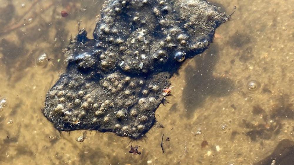 Plant-associated cyanobacteria