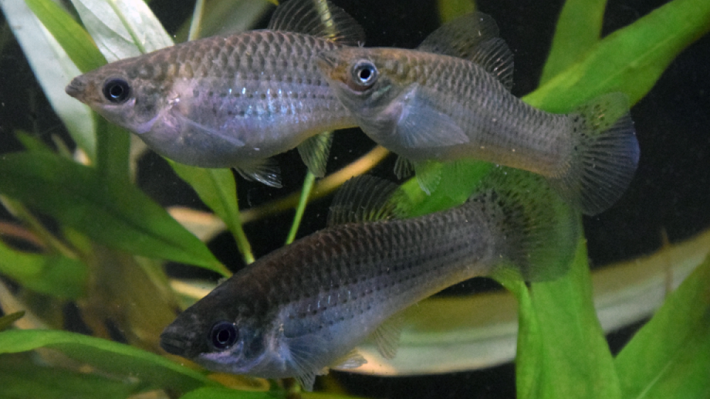Three clonal fish swimming in an aquarium.