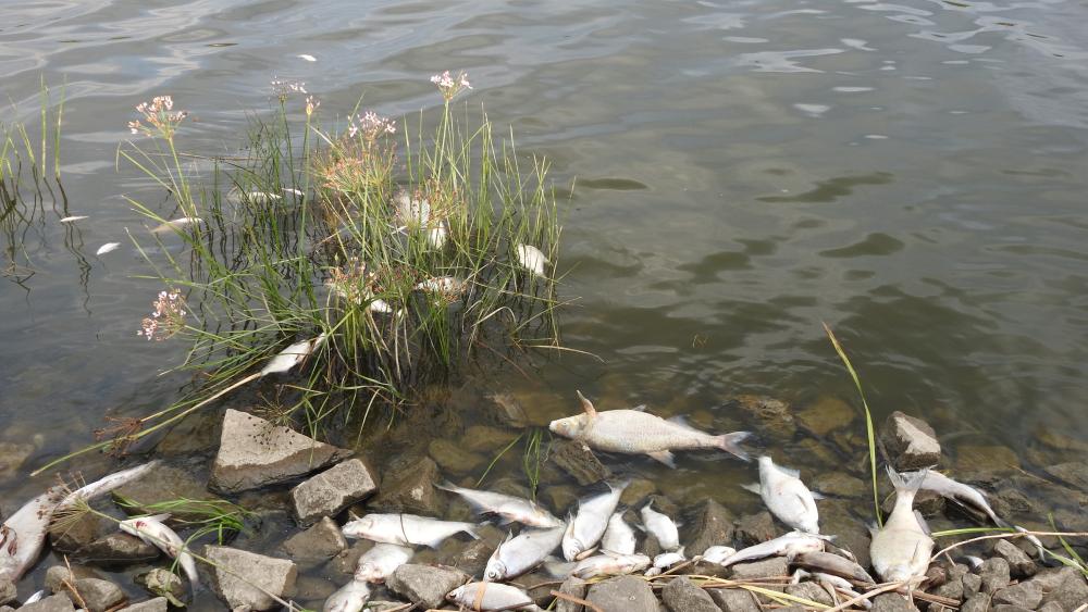 Dead fish on the banks of the Oder