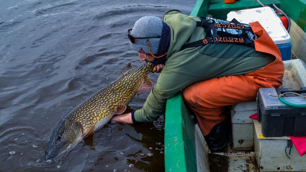 Ein Hecht wird von einem Angler ins Wasser zur&uuml;ckgesetzt.