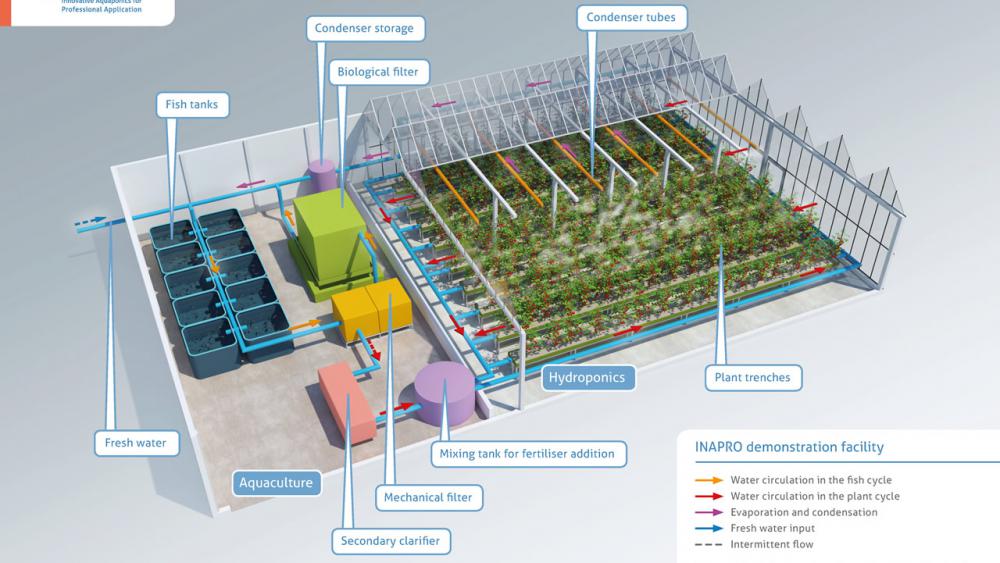 Aquaponic Management Project - aquaponic