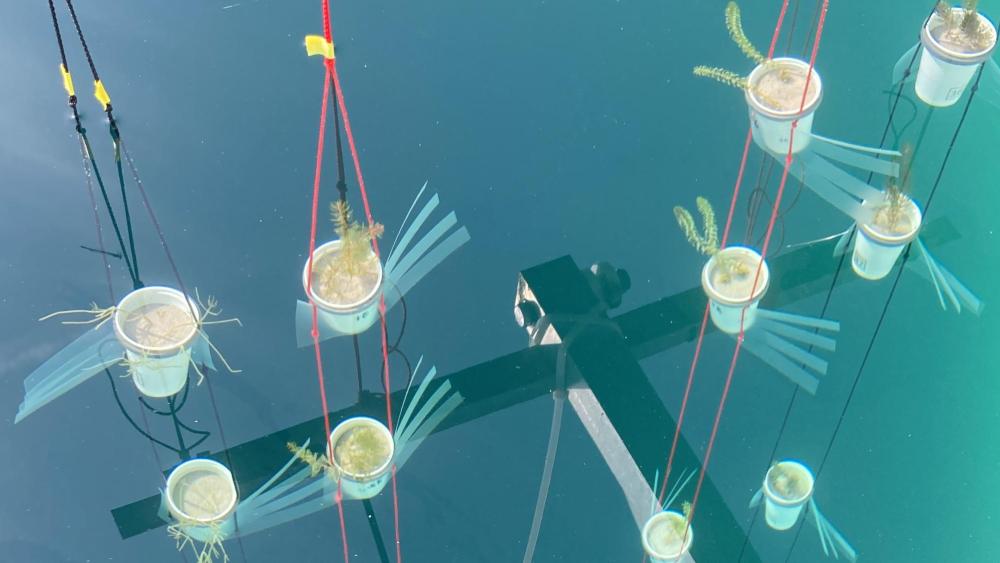Versuchsanordnung, Morgan Botrel/IGB Versuchsanordnung Pflanzentöpfe mit Algen unter Wasser am IGB LakeLab im Stechlinsee