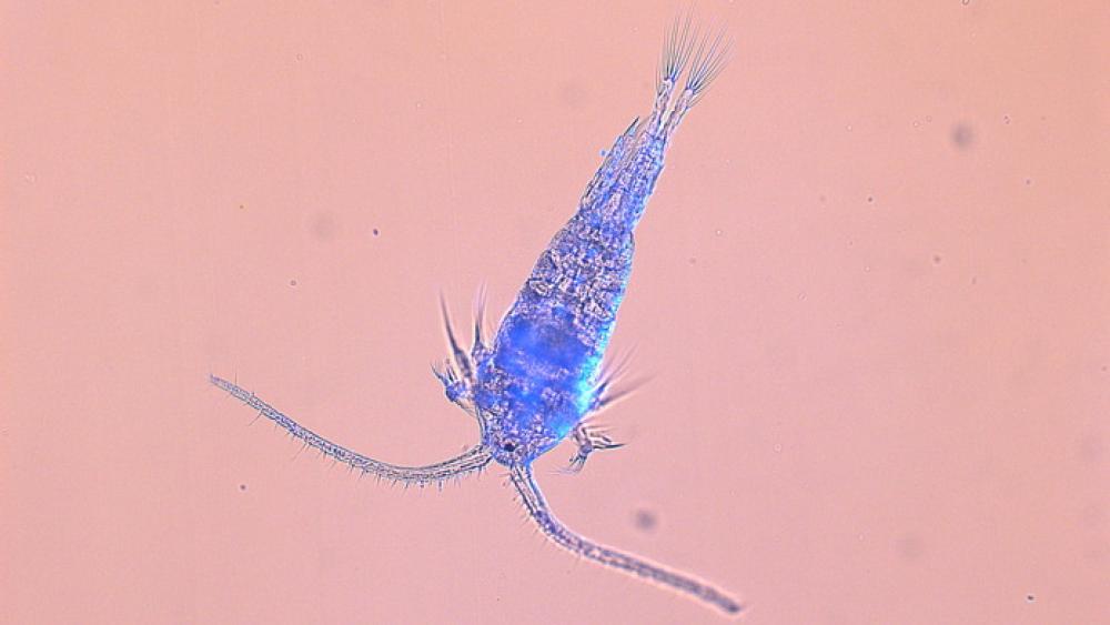 A copepod under the microscope