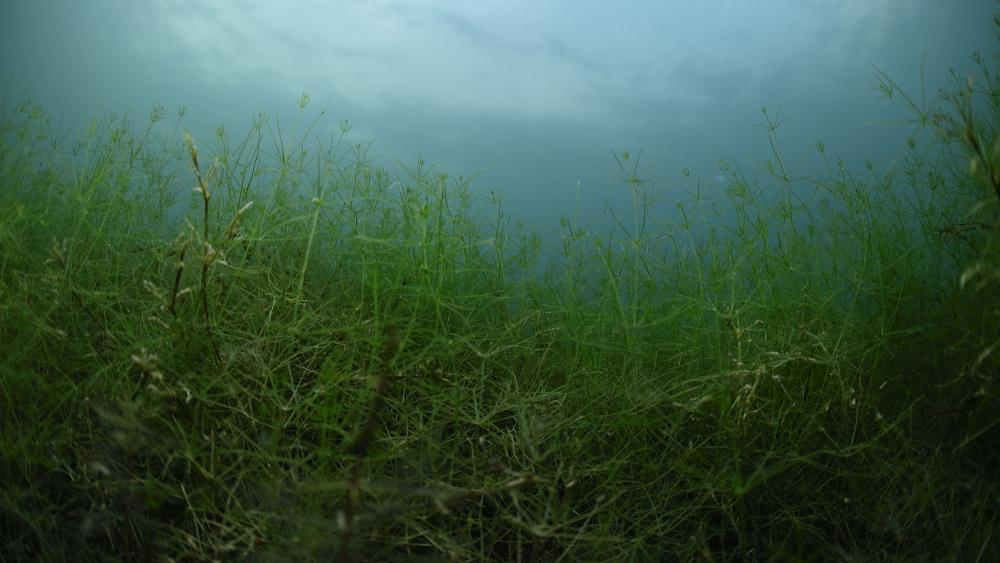 Unterwasserfoto von vielen Armleuchteralgen.