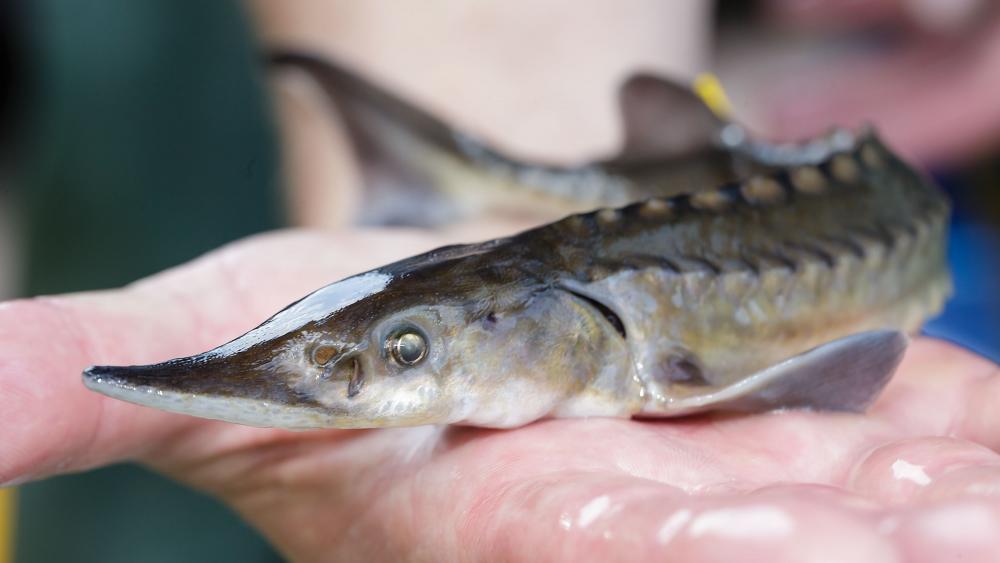 Europäische Staaten unterzeichnen Aktionsplan zum Schutz der Störe | IGB