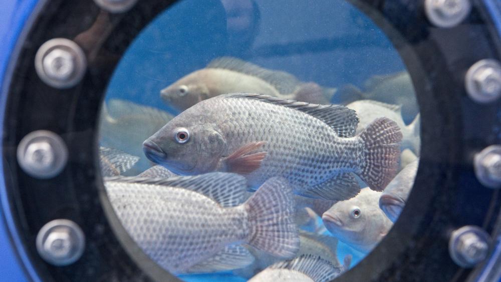 Tilapia in a research circulation system of IGB Tilapia in a research circulation system of IGB