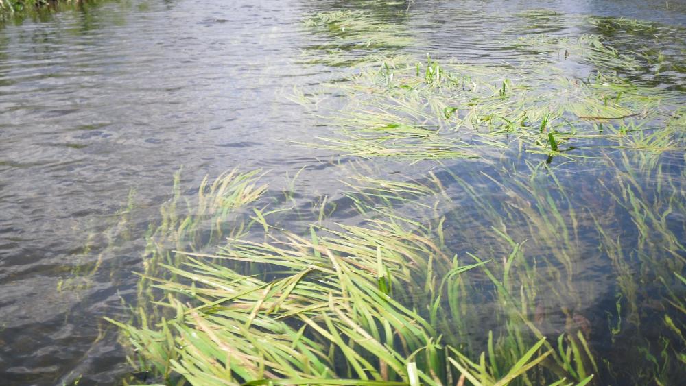 Foto von Wasserpflanzen in der Spree.