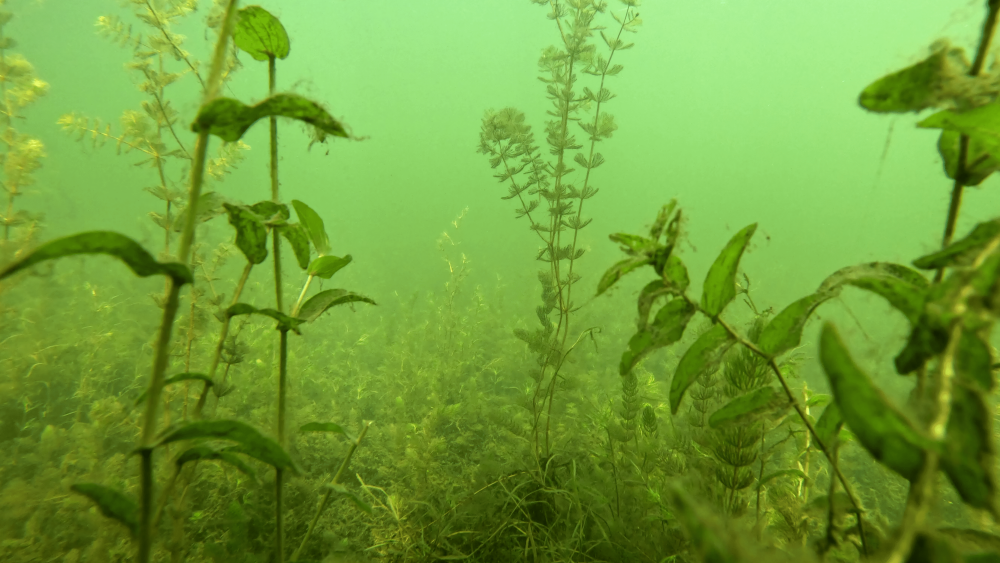 Macrophyte stand underwater in Muggelsee