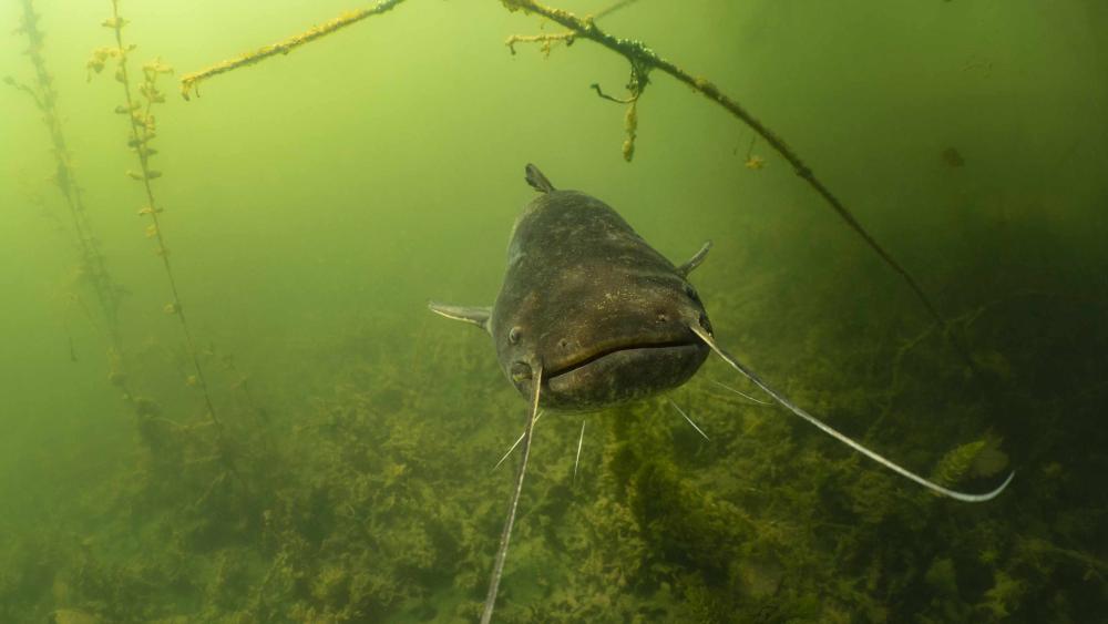 Catfish swimming in a lake