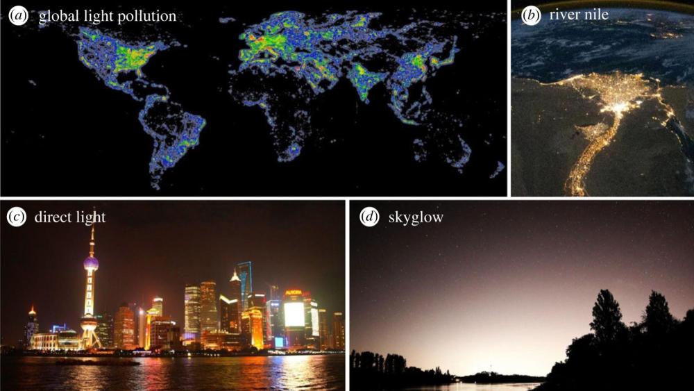 Weltkarte der Lichtverschmutzung mit gro&szlig;en regionalen Unterschieden (Illustration: David Lorenz, 2021). (b) Der Nil und sein Delta in &Auml;gypten als ein globaler hotspot der Lichtverschmutzung (photo: NASA Earth Observatory, 2010). (c) Direkte Lichtverschmutzung am Huangpu in Shanghai, China (photo: Andreas Jechow). (d) Indirekte Lichtverschmutzung durch Skyglow &uuml;ber dem Rhein (Foto: Andreas Jechow) (aus&nbsp;H&ouml;lker et al. 2023)