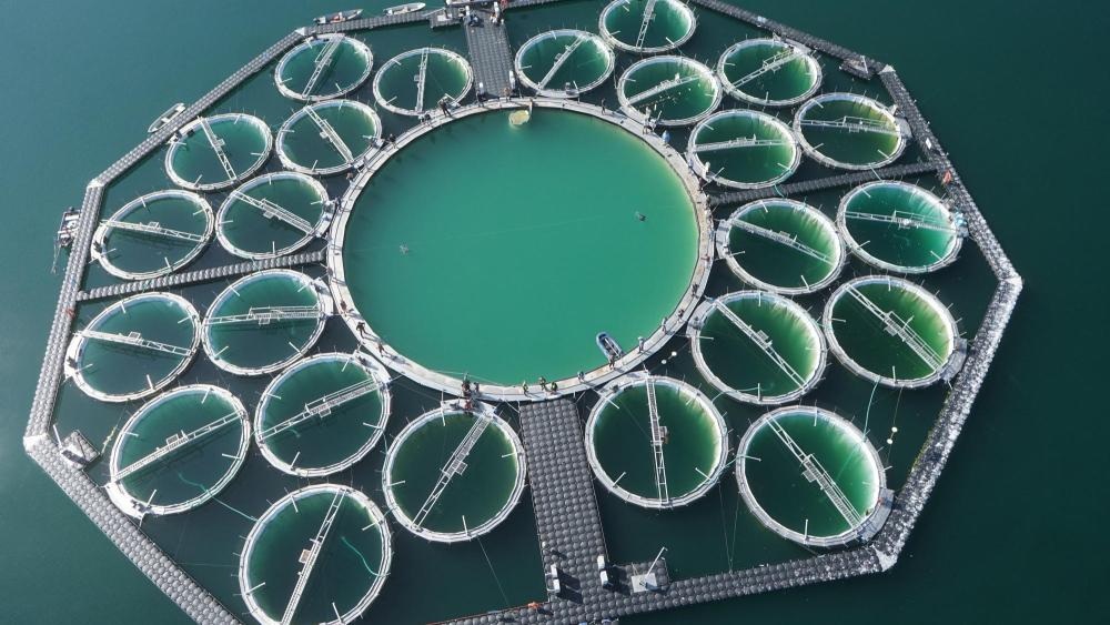 Luftbild des IGB-Seelabors im Stechlinsee. Zu sehen sind die kreisförmigen Mesokosmen.