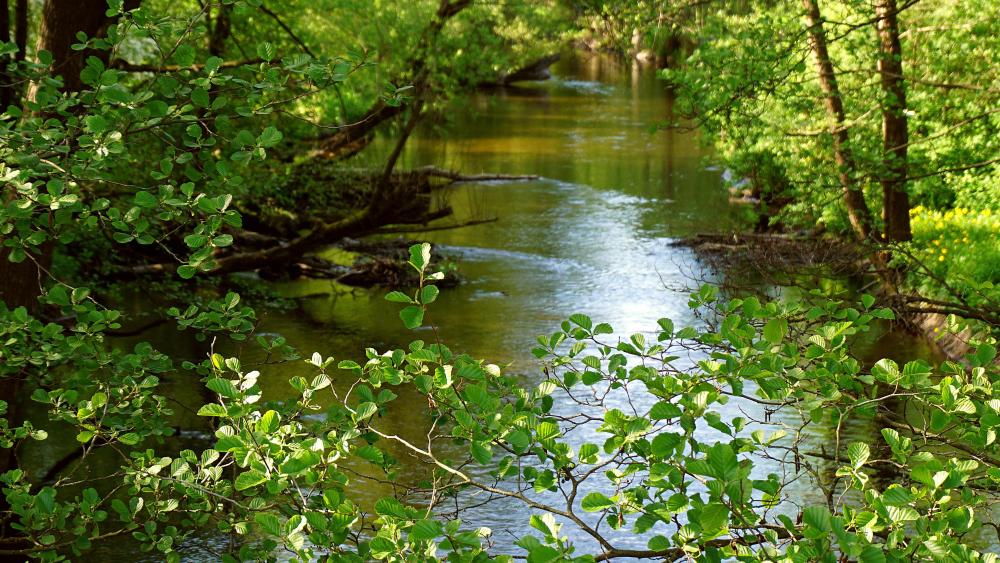 River with alder trees growing on the banks.