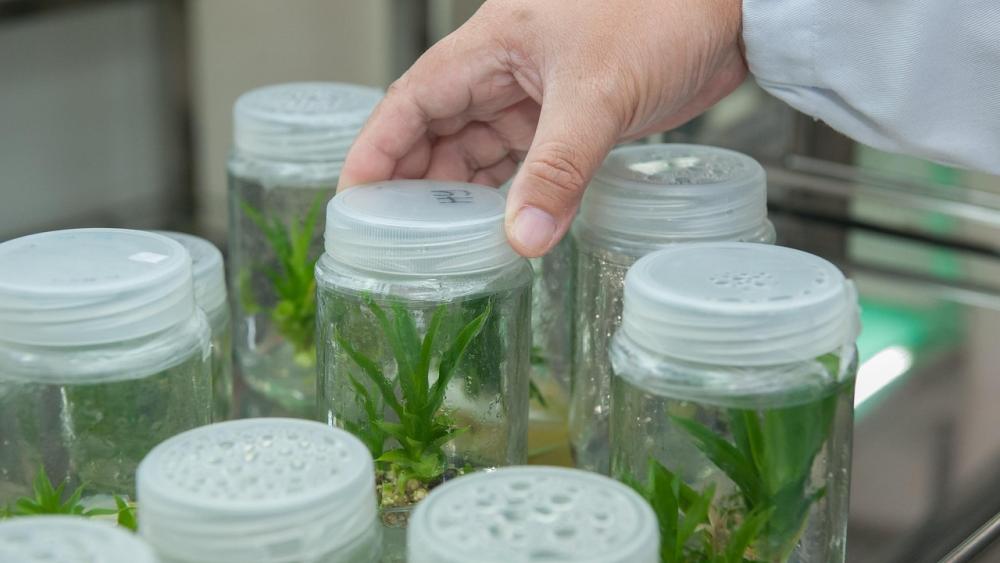 Plant tissue culture facility Plant tissue culture facility