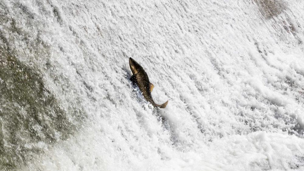 Fisch springt vergeblich an einer Staumauer hoch.