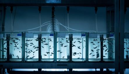 Mehrere Aquarien mit Stichlingen in den Fischhaltungsanlagen des IGB.