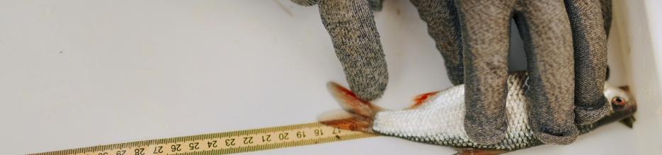 Illustration: A small fish from the River Oder is being measured.