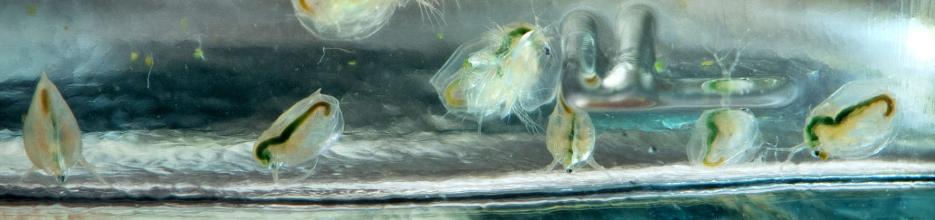 From large to small: The picture shows water fleas as an important model organism for IGB research.