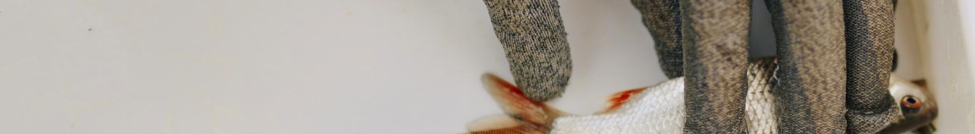 Illustration: A small fish from the River Oder is being measured.