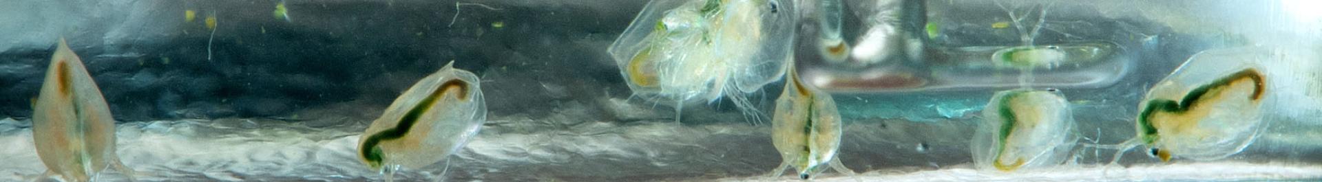 From large to small: The picture shows water fleas as an important model organism for IGB research.