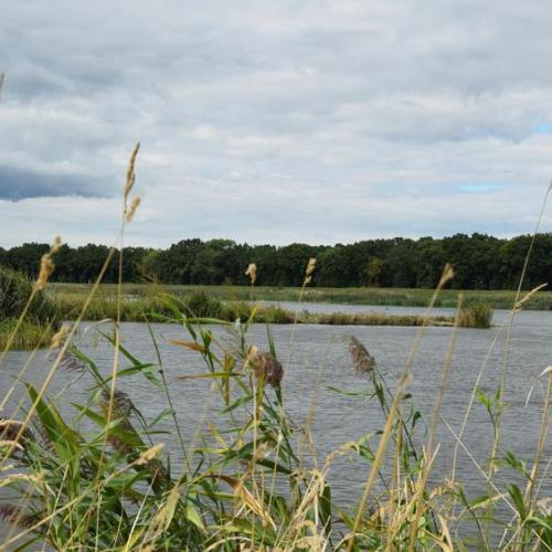 Oder River