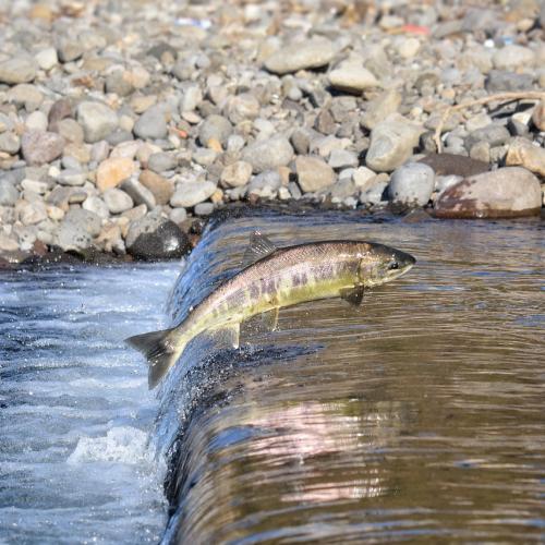 Atlantic salmon swimming against the stream.