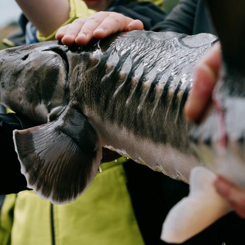 Sch&uuml;ler halten ein Jungtier des Baltischen St&ouml;rs in den H&auml;nden, bevor es ausgewildert wird.