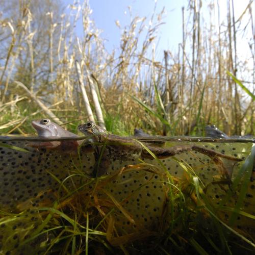 Amphibien schauen in einem Tümpel aus dem Wasser.