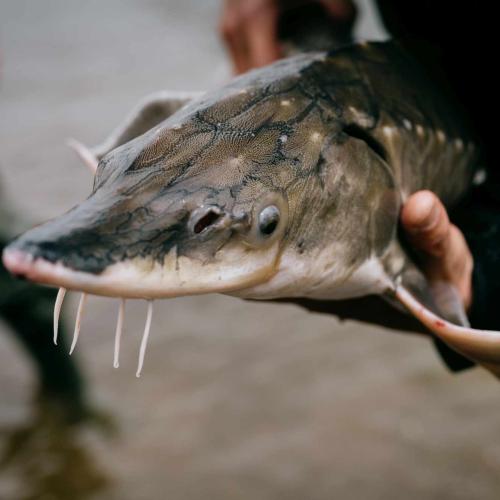 A sturgeon in the hand of a researcher. 