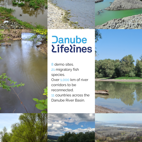 verschiedene Aufnahmen der Donau
