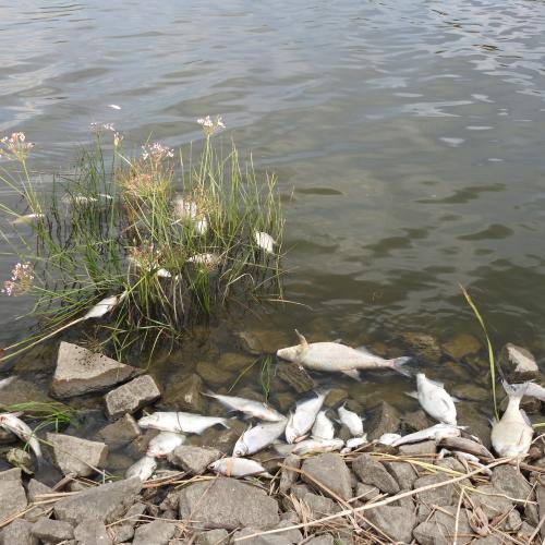 Tote Fische am Ufer der Oder