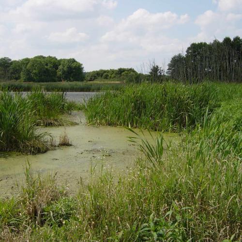 Shallow water area in a floodplain.